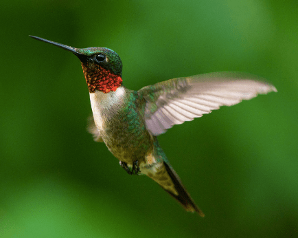 The Hummingbird Device: A Revolutionary Breakthrough in Ear Tube&nbsp;Placement