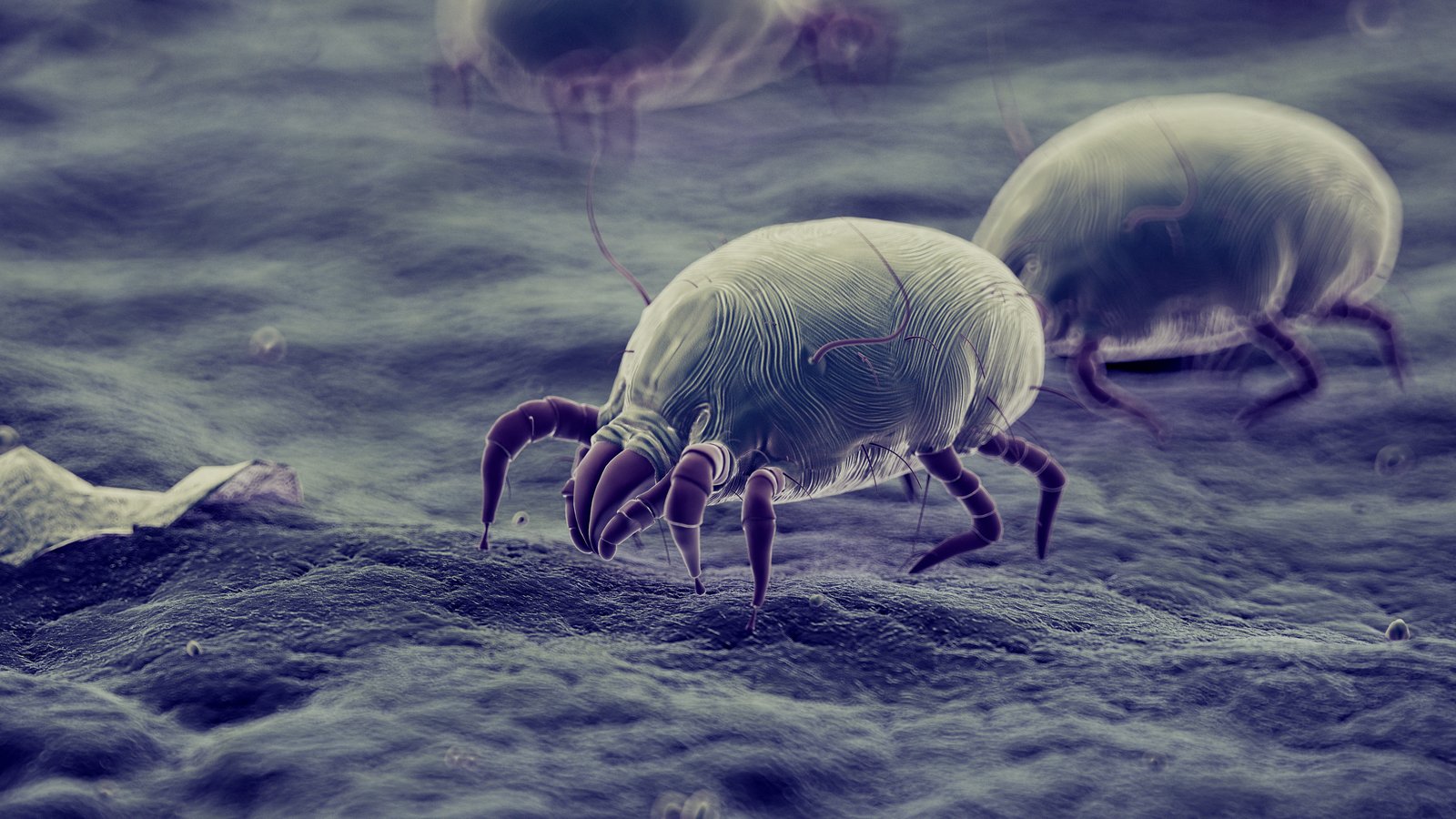 ✨ The Allergy-Free Sanctuary: Exclusive Tips to Minimize House Dust Mites at Home