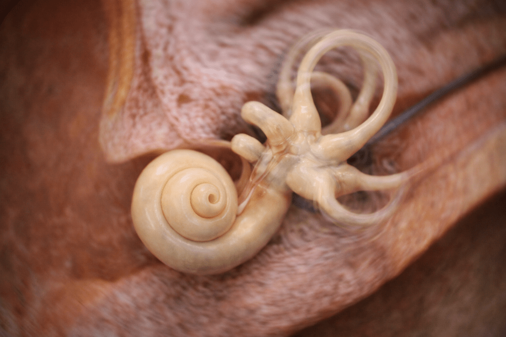 Understanding 9 Uncommon Causes of Chronic Vertigo – A Clinician’s Guide